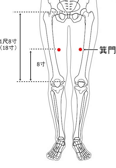 箕門穴